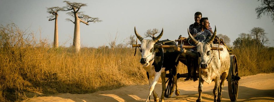 Vue d'une carriole tirée par 2 zébus.jpg